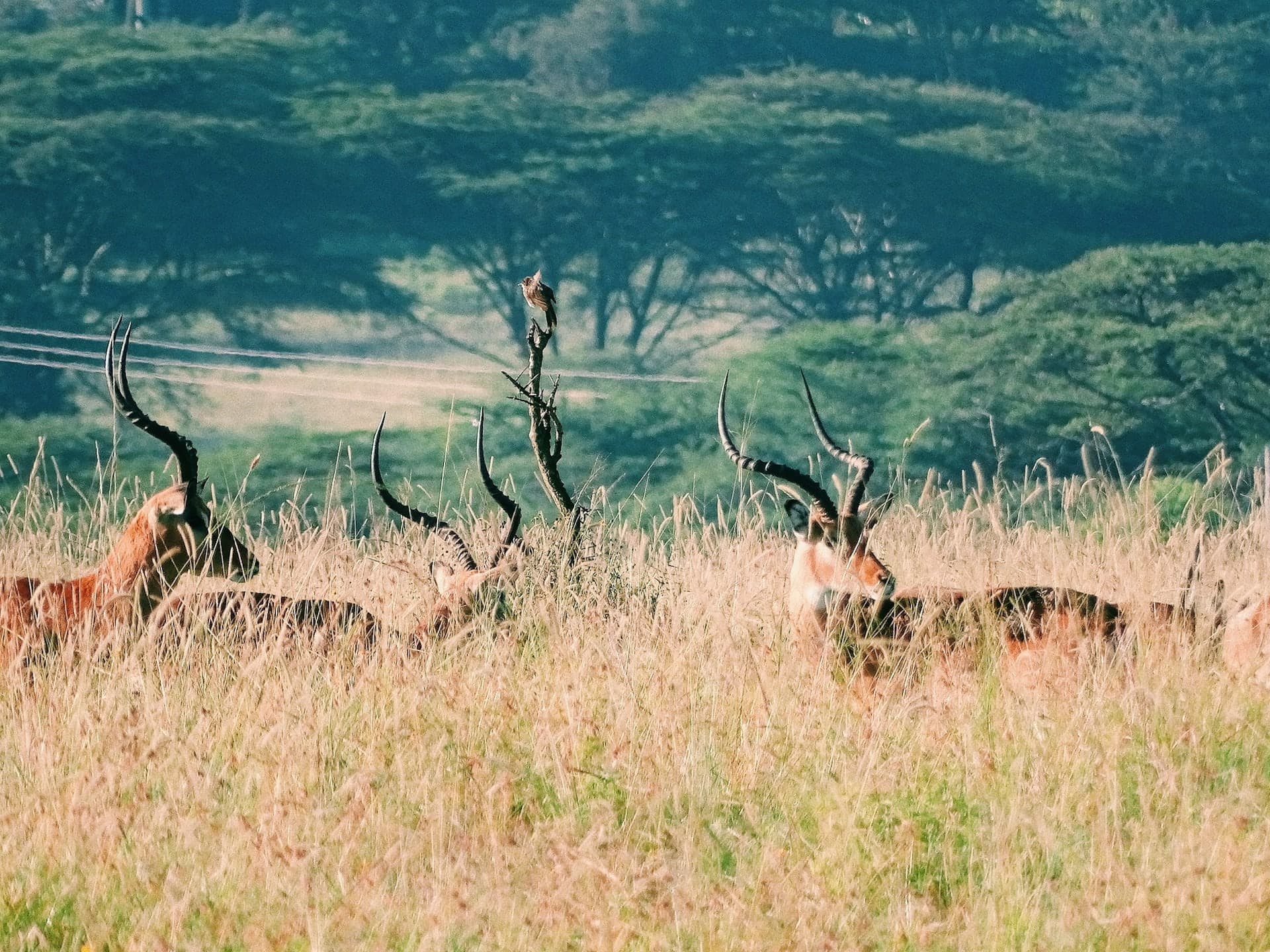 Impala resting in long grass beneath acacia trees