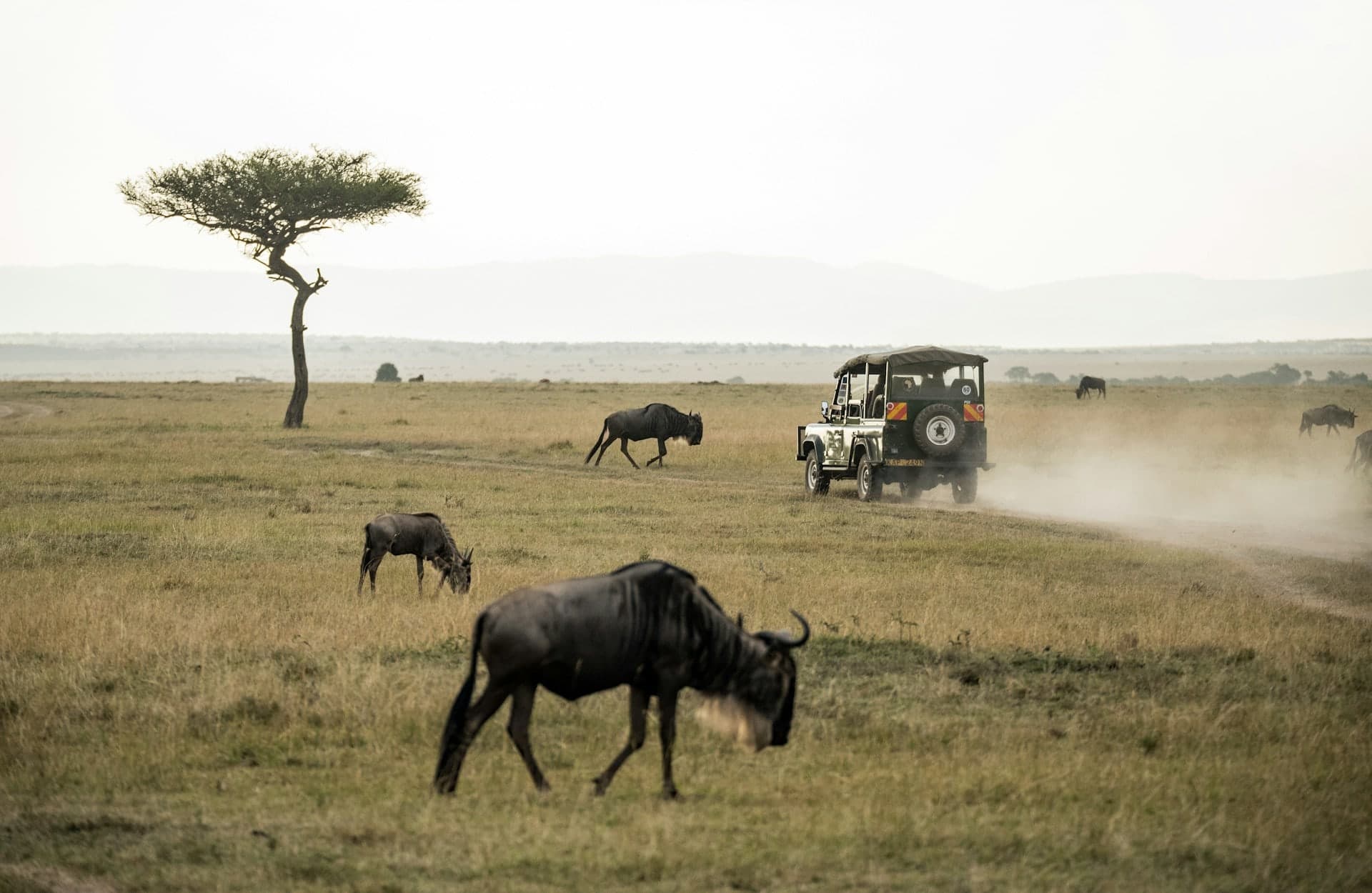 Wildebeest grazing as a safari vehicle drives past an acacia