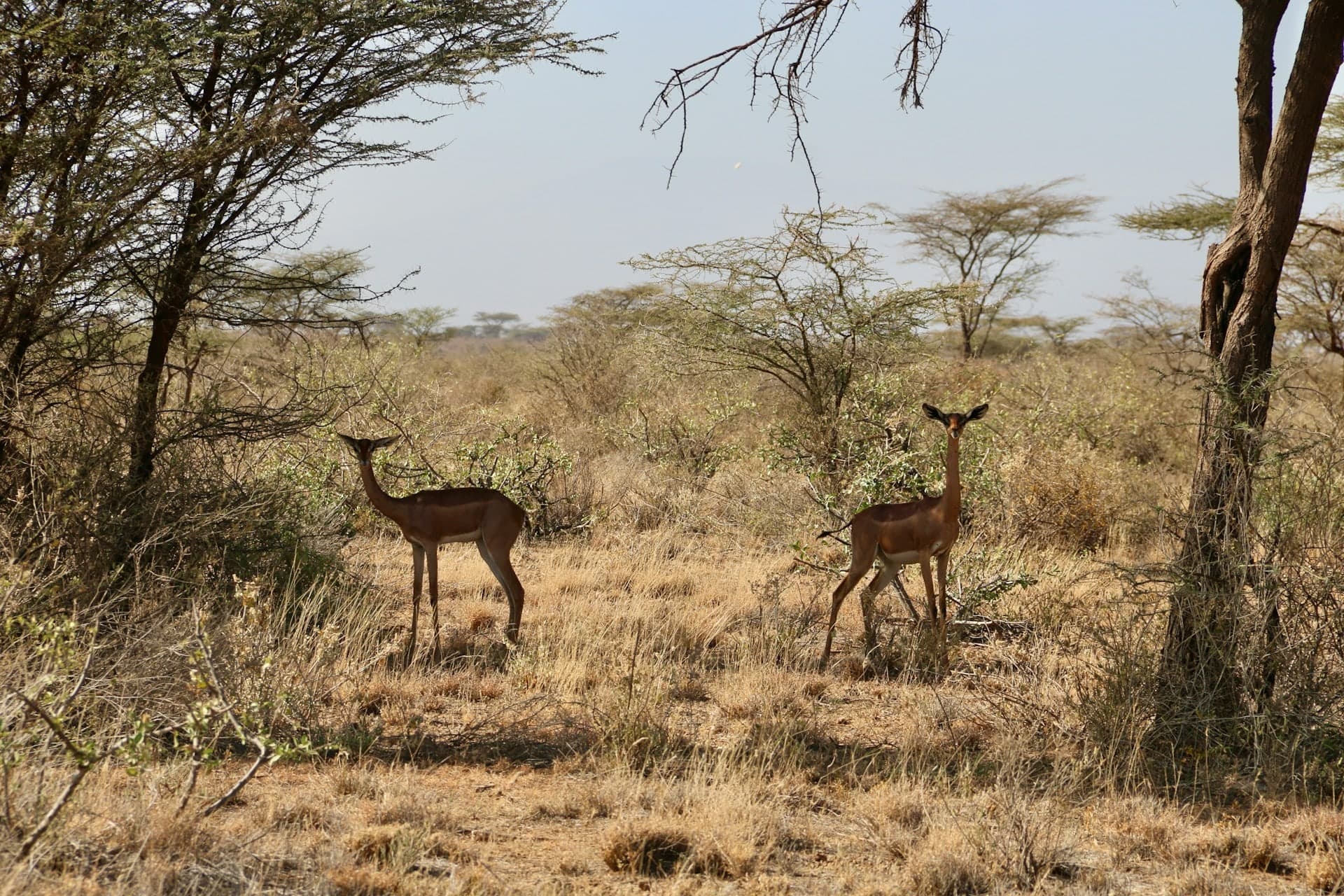 Two gerenuk standing among dry acacia scrub