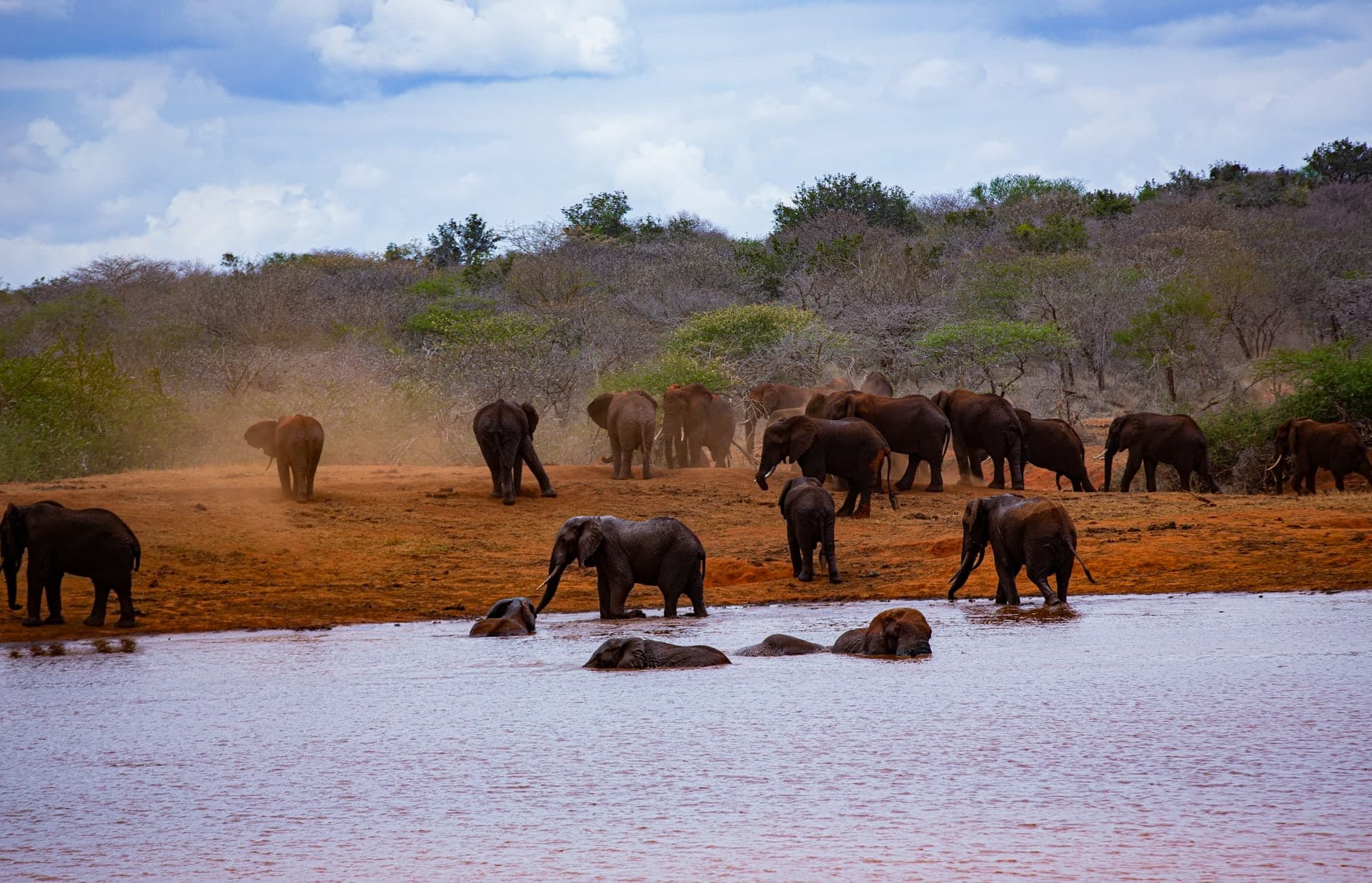 A herd of red-dusted elephants gathering at a waterhole
