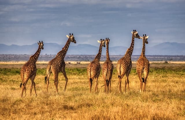 Nairobi National Park 2