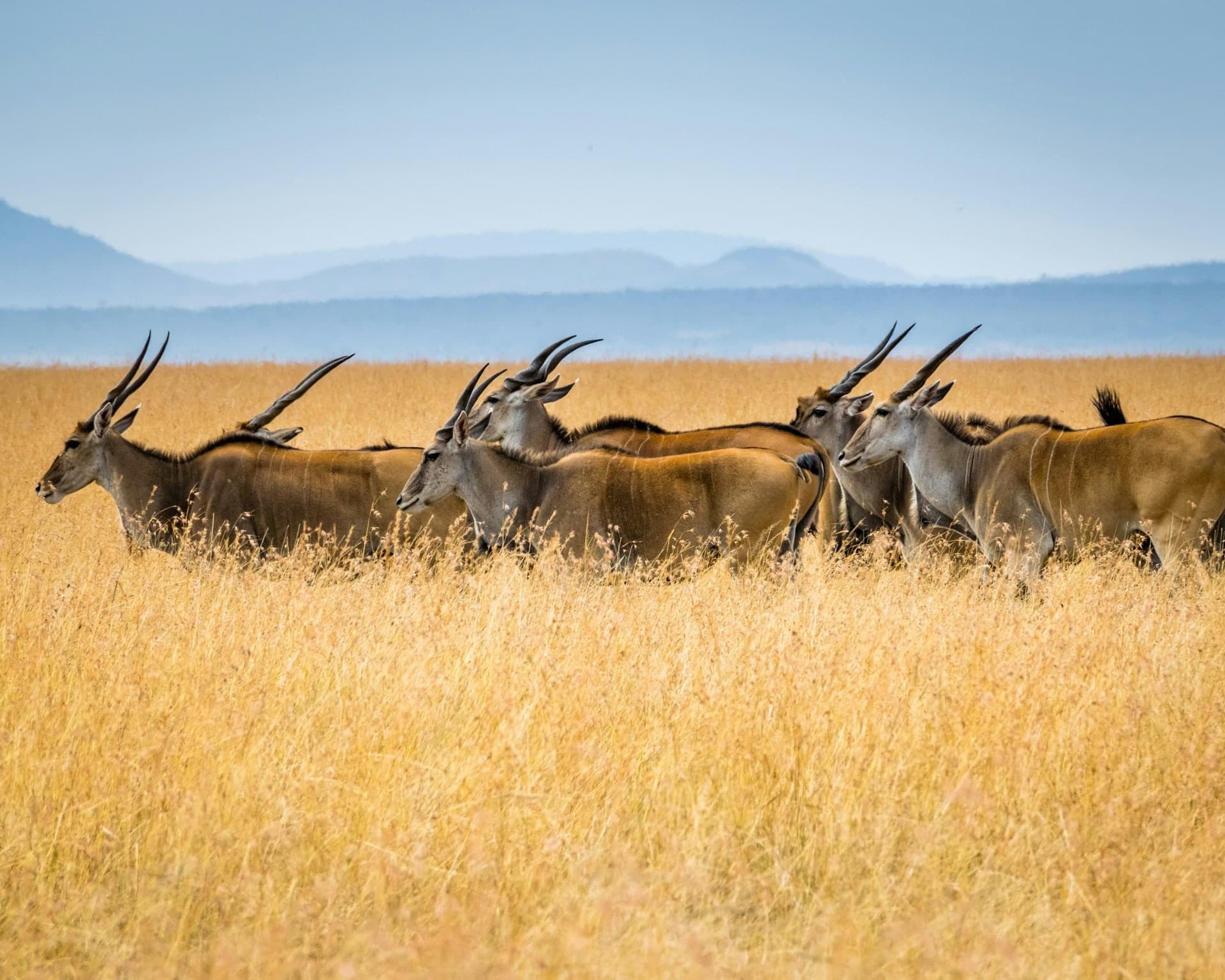 A herd of eland walking through tall golden grass